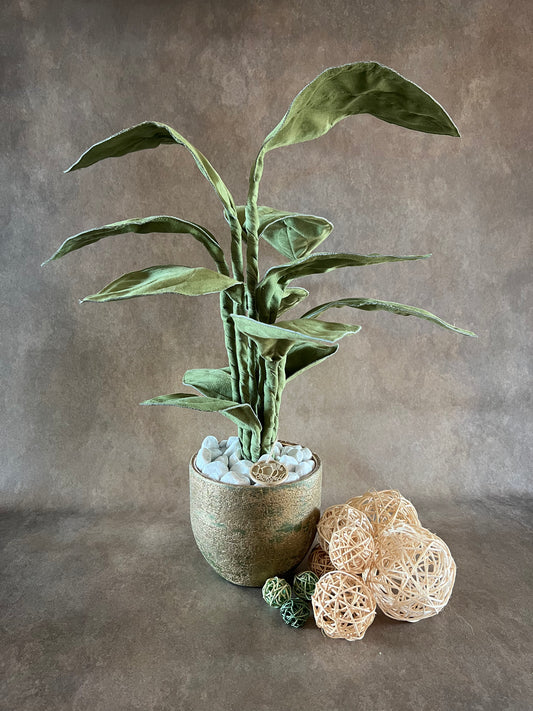 Philodendron verde muschio