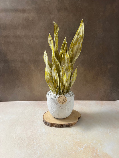 Sanseveria oro