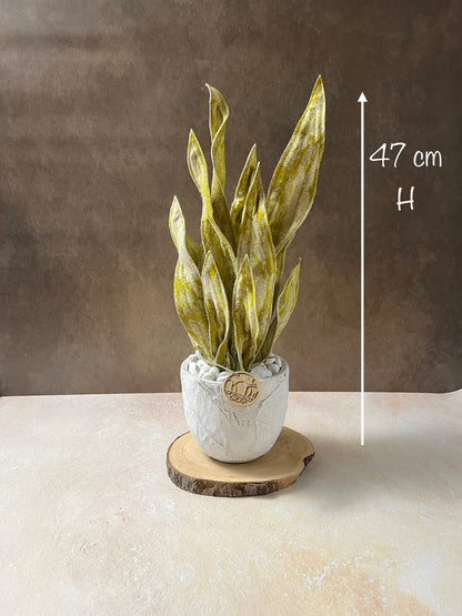 Sanseveria oro