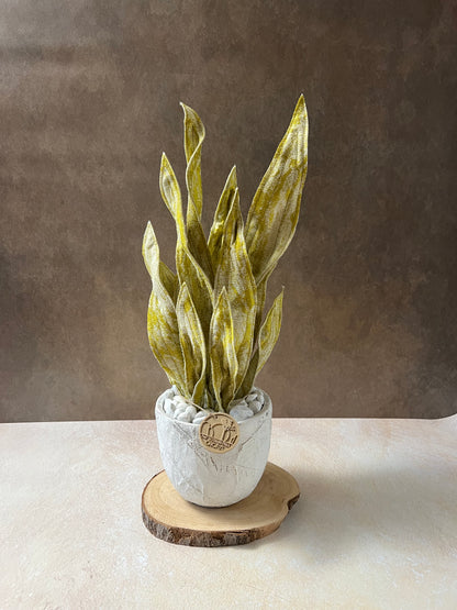 Sanseveria oro