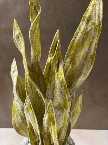 Sanseveria oro