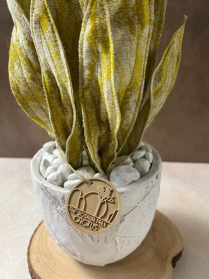 Sanseveria oro