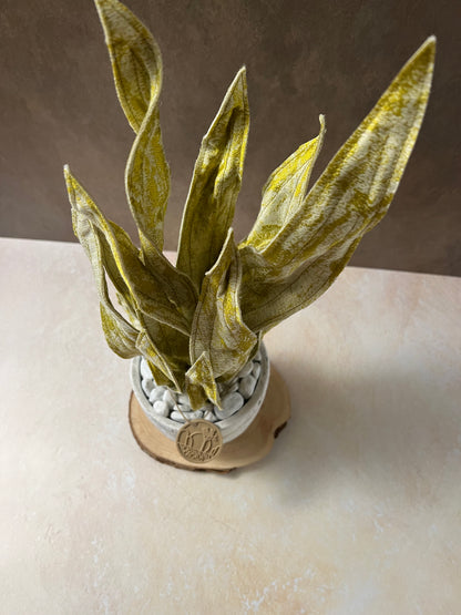 Sanseveria oro