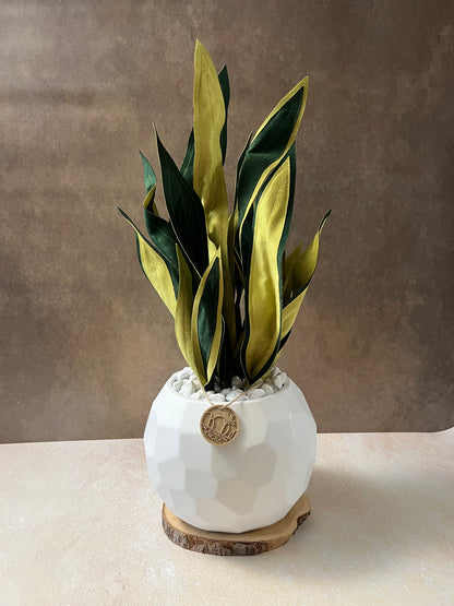 Sanseveria Midi