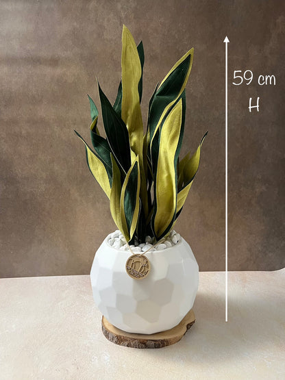 Sanseveria Midi