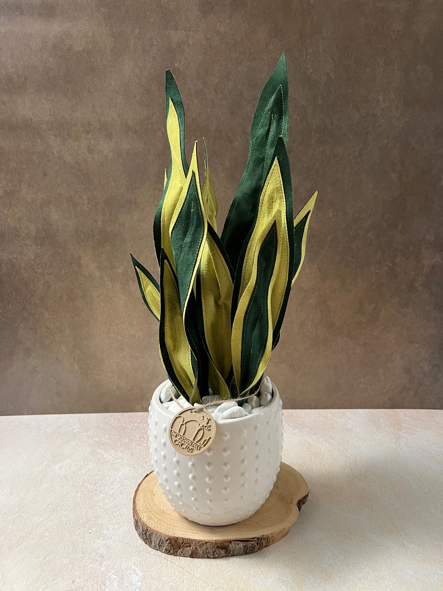 Sanseveria