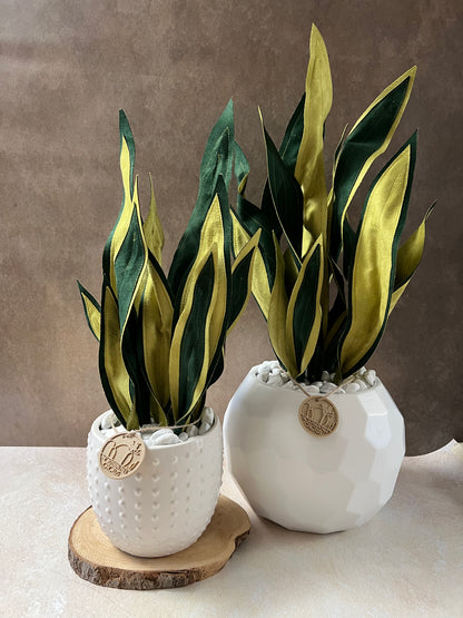 Sanseveria Midi