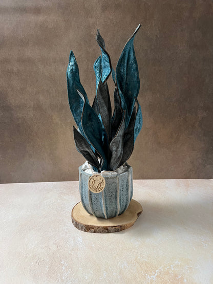 Sanseveria blu riflessi argento