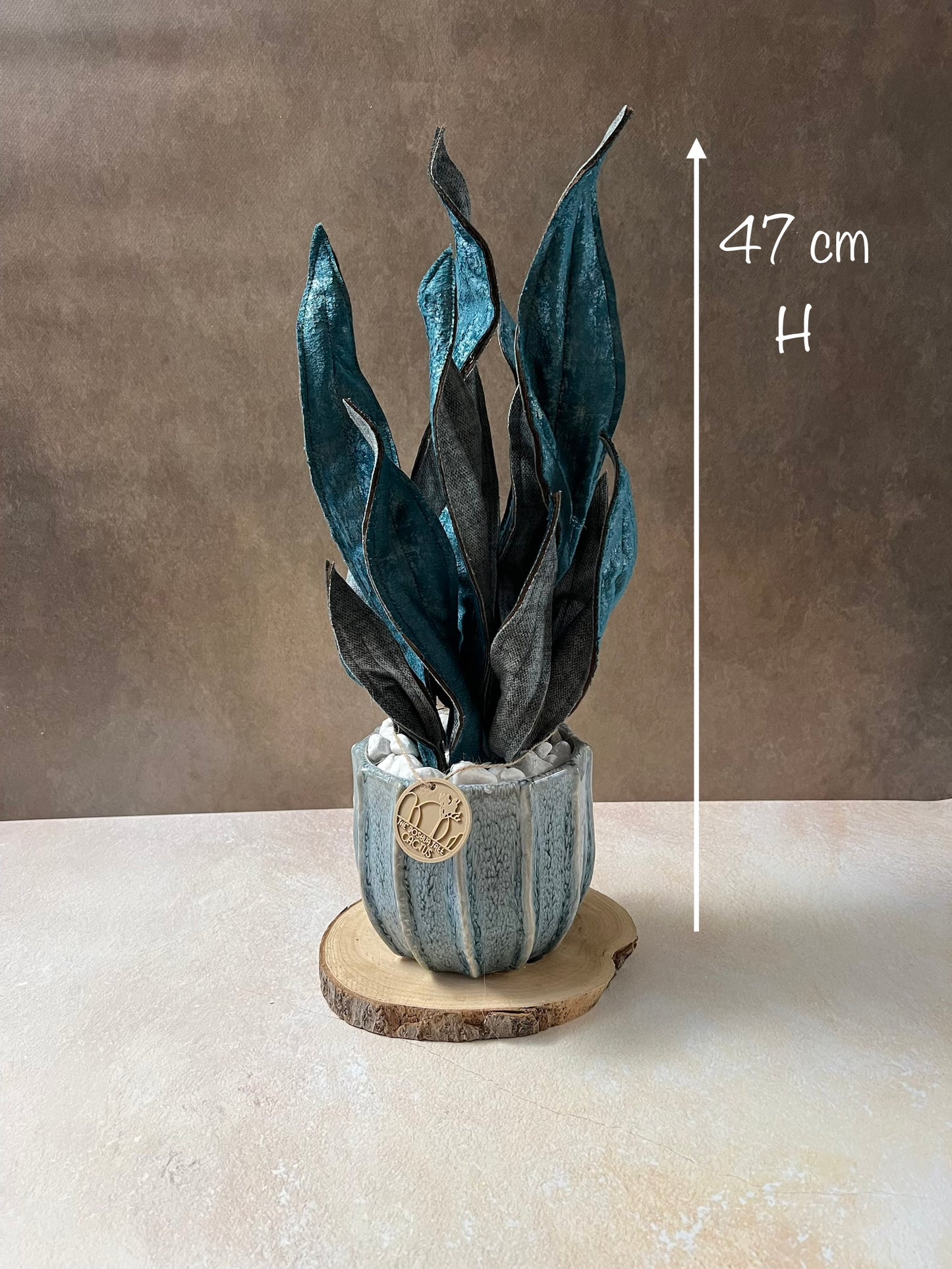 Sanseveria blu riflessi argento