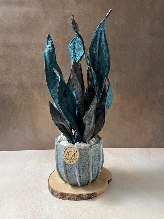 Sanseveria blu riflessi argento