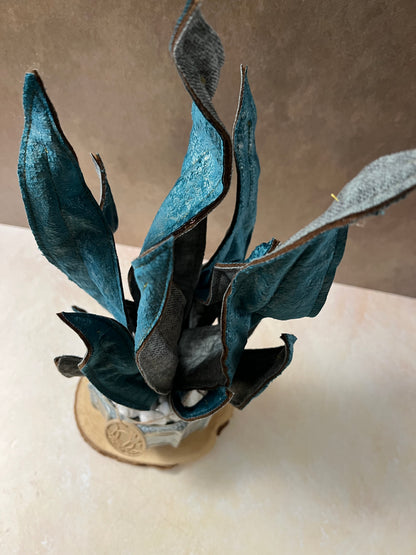 Sanseveria blu riflessi argento