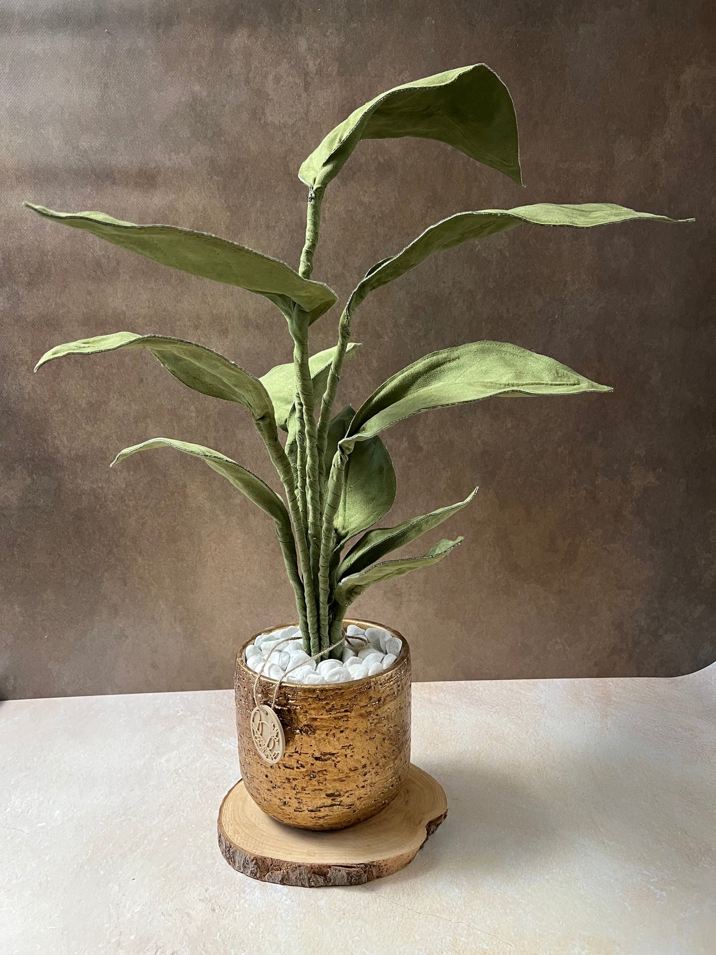 Cereus over composition