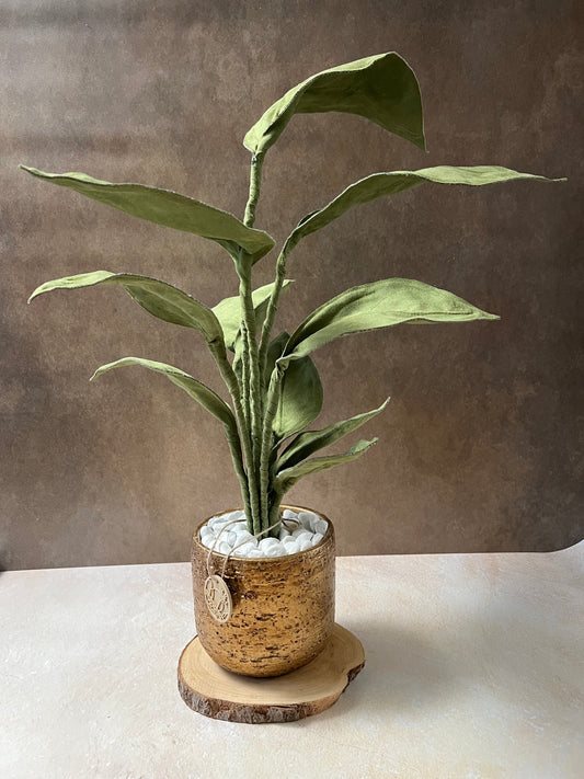 Cereus over composition