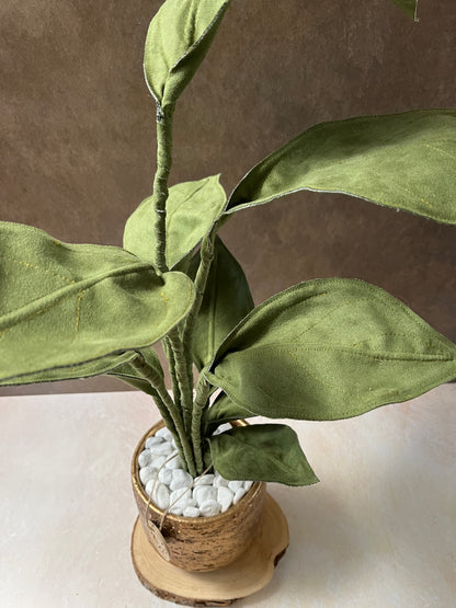 Cereus over composition