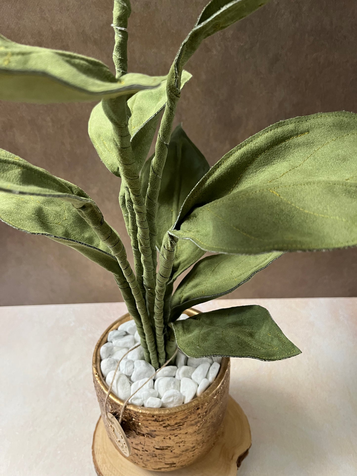 Cereus over composition