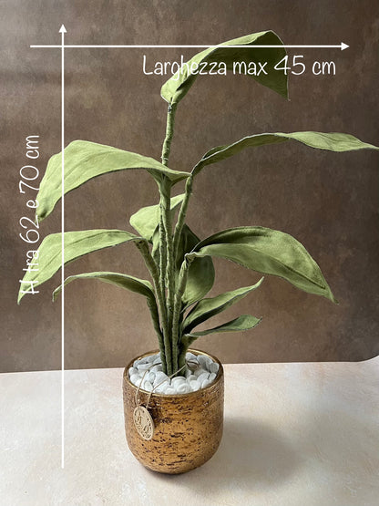 Cereus over composition