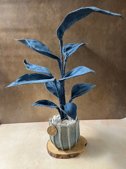 Cereus over composition