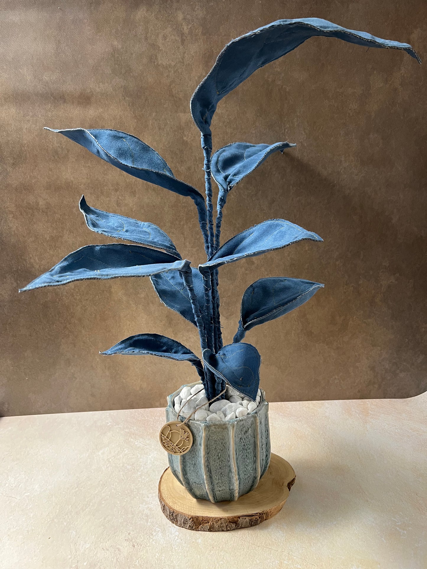 Cereus over composition