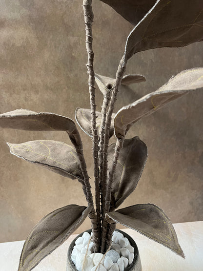 Cereus over composition