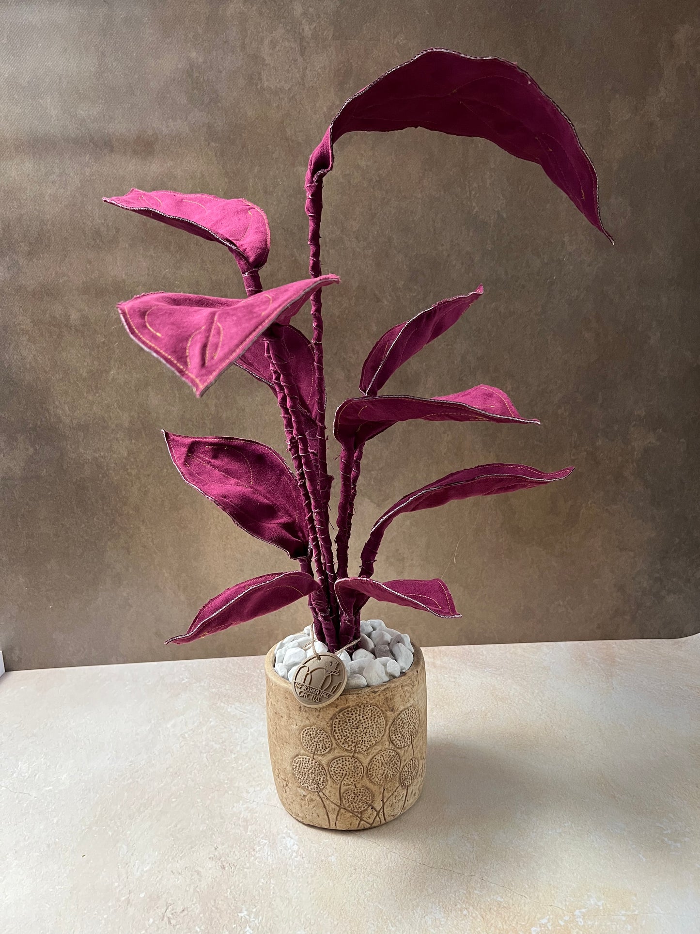 Cereus over composition