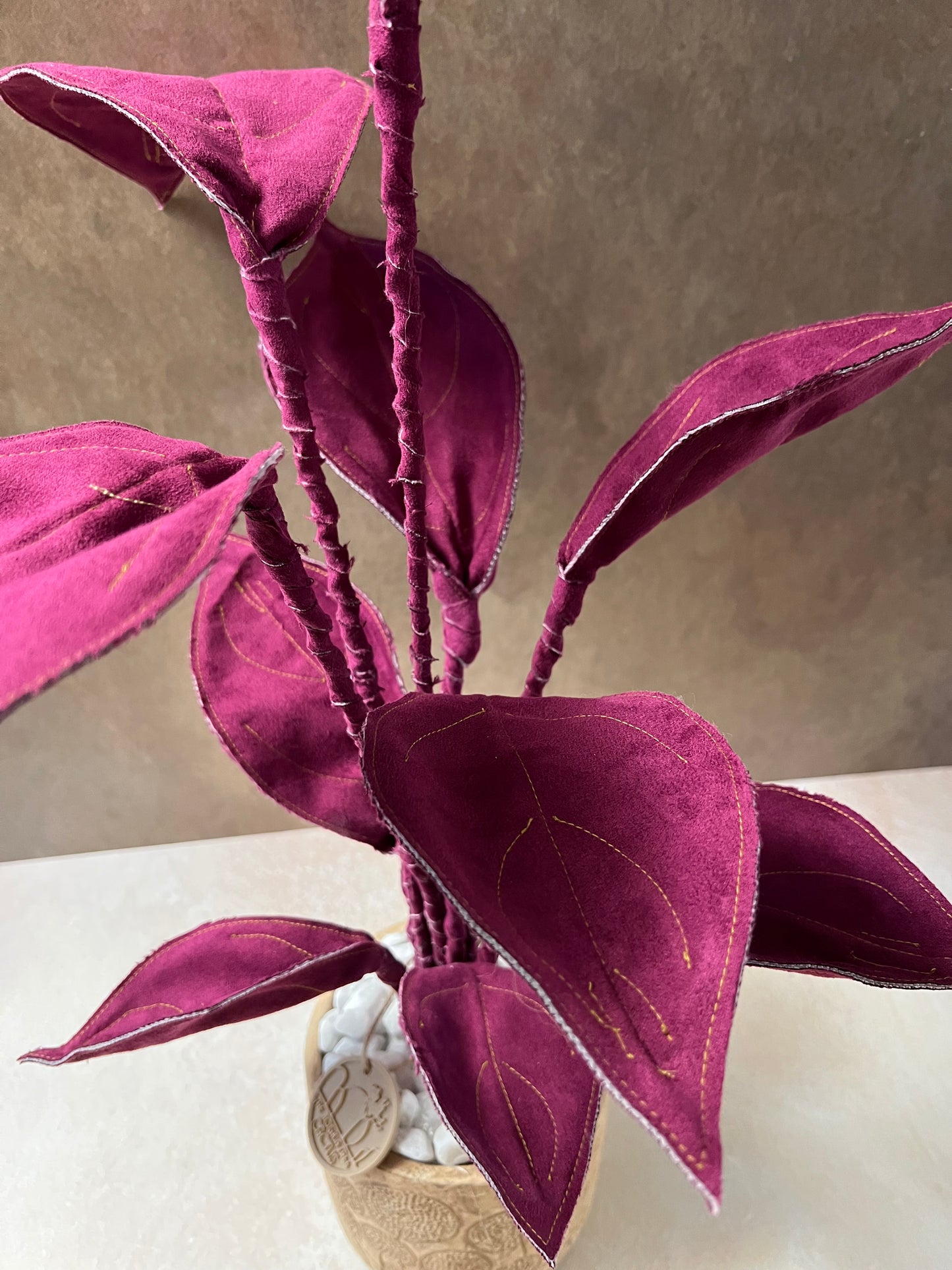 Cereus over composition