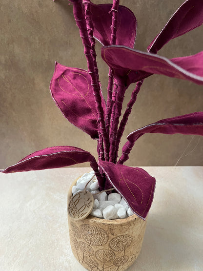 Cereus over composition