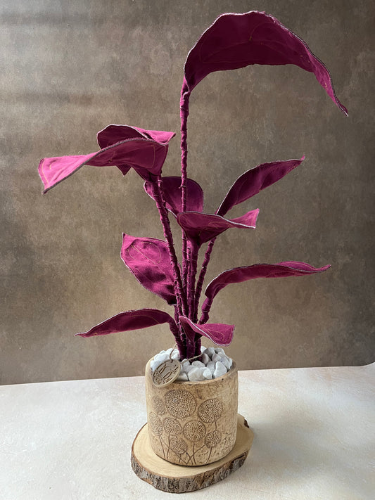 Cereus over composition