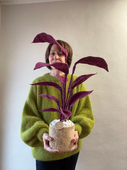 Cereus over composition