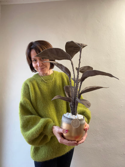 Cereus over composition