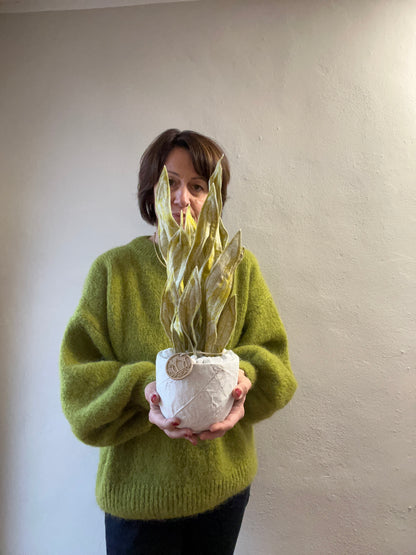 Sanseveria oro