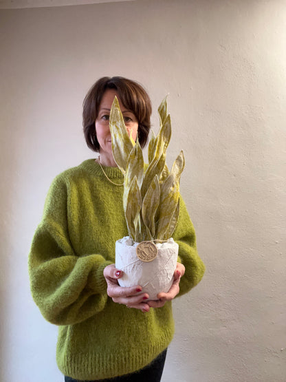 Sanseveria oro