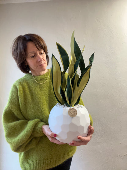 Sanseveria Midi