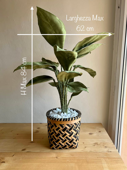 Cereus over composition