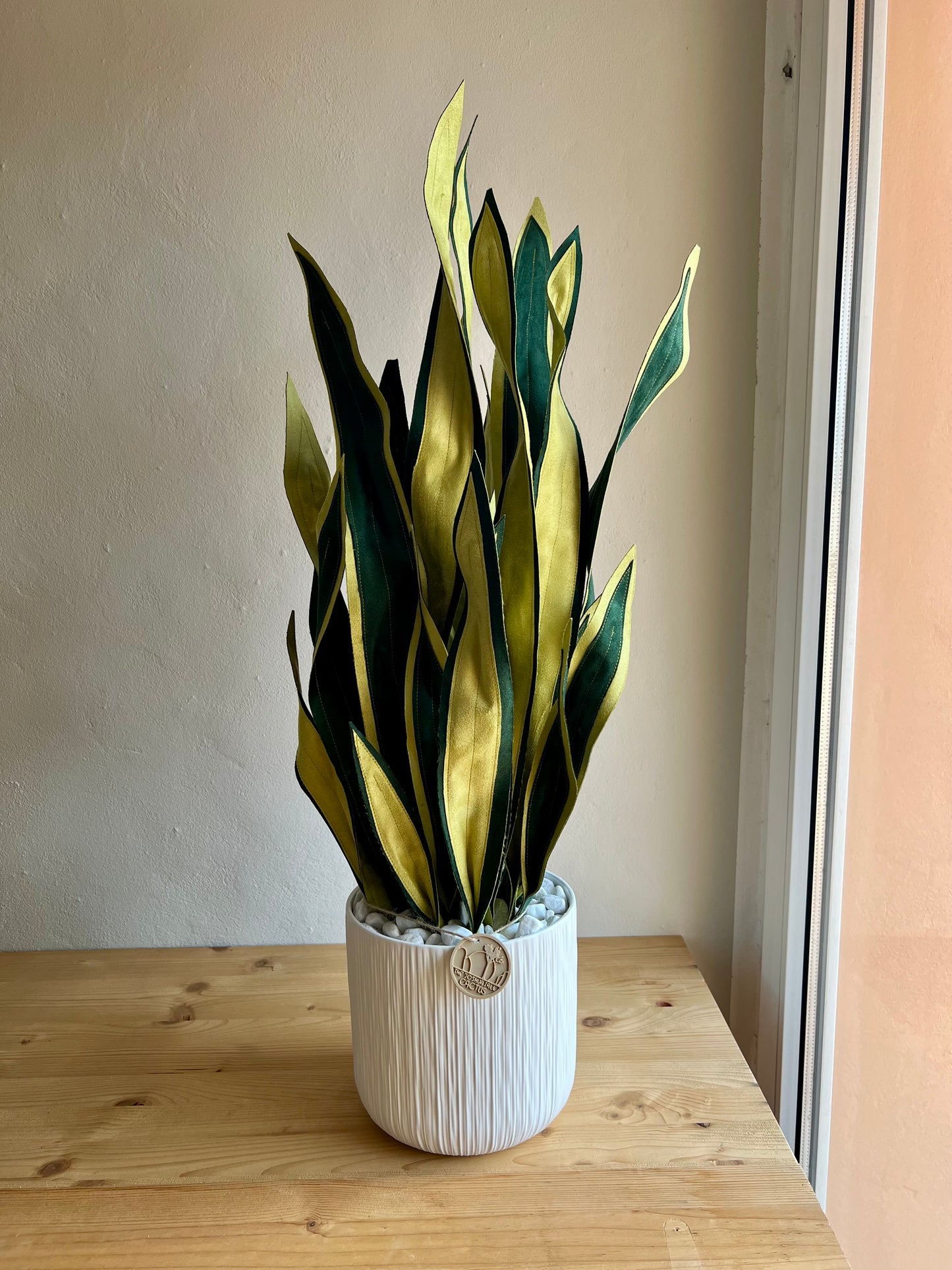 Sanseveria Big - DISPONIBILE SU ORDINAZIONE - tempo di consegna: 3 settimane data ordine