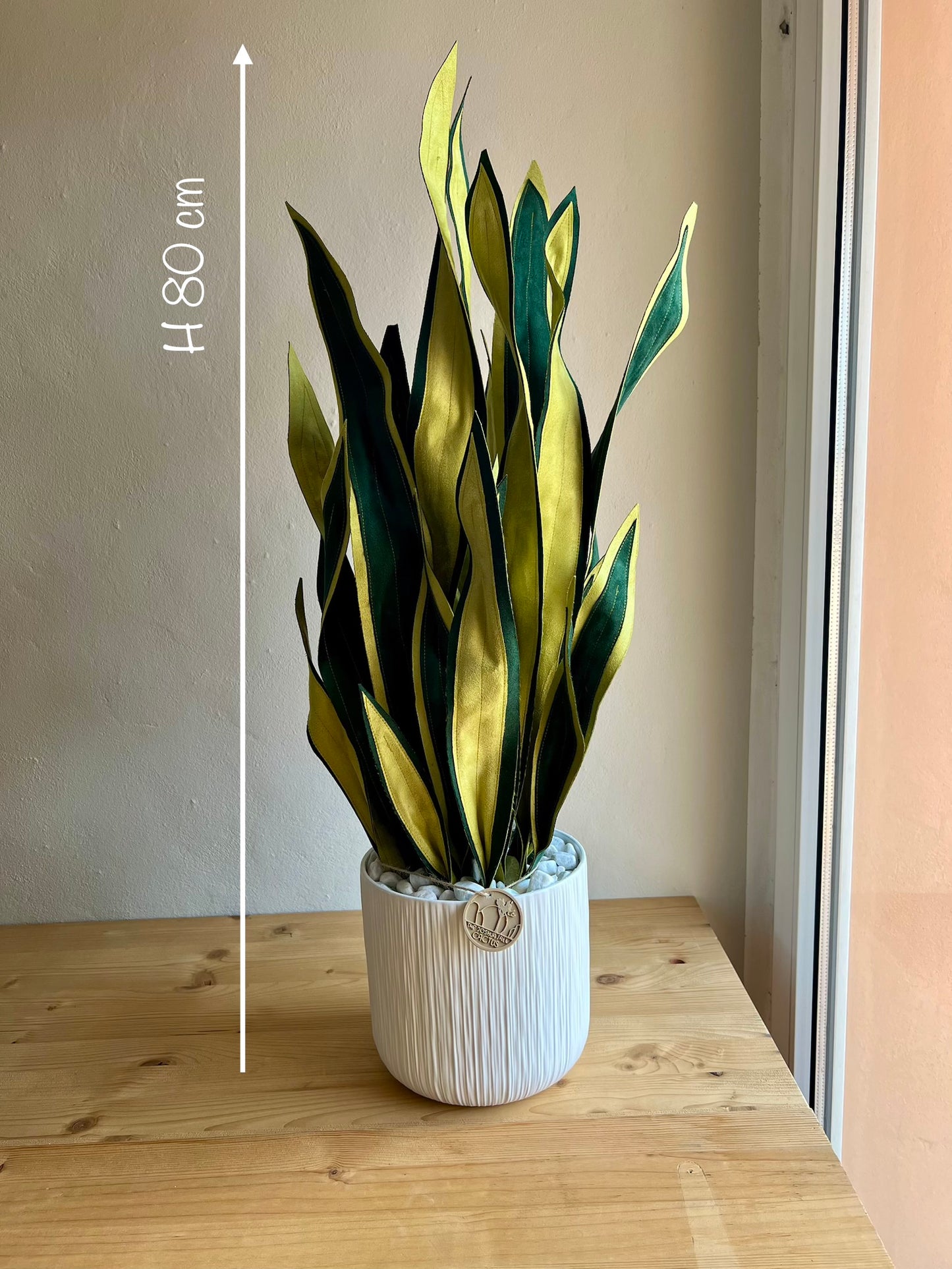 Sanseveria Big - DISPONIBILE SU ORDINAZIONE - tempo di consegna: 3 settimane data ordine