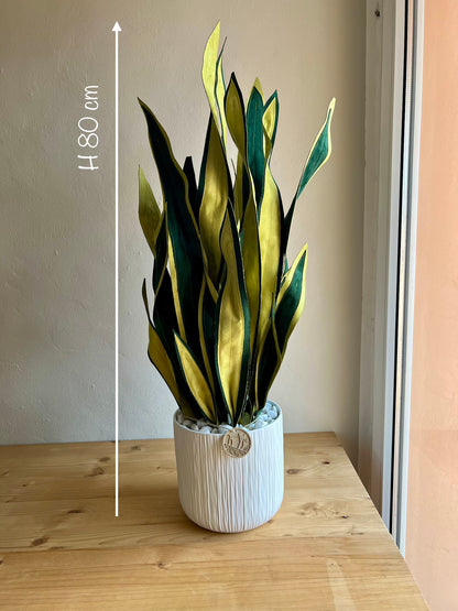 Sanseveria Big - DISPONIBILE SU ORDINAZIONE - tempo di consegna: 3 settimane data ordine