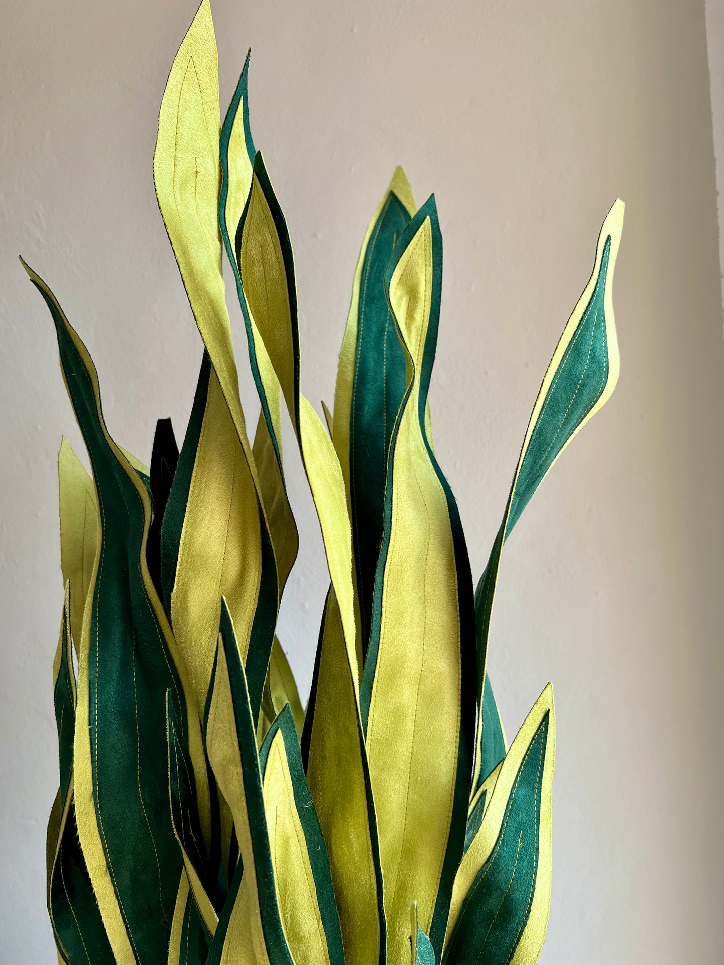 Sanseveria Big - DISPONIBILE SU ORDINAZIONE - tempo di consegna: 3 settimane data ordine