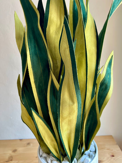 Sanseveria Big - DISPONIBILE SU ORDINAZIONE - tempo di consegna: 3 settimane data ordine