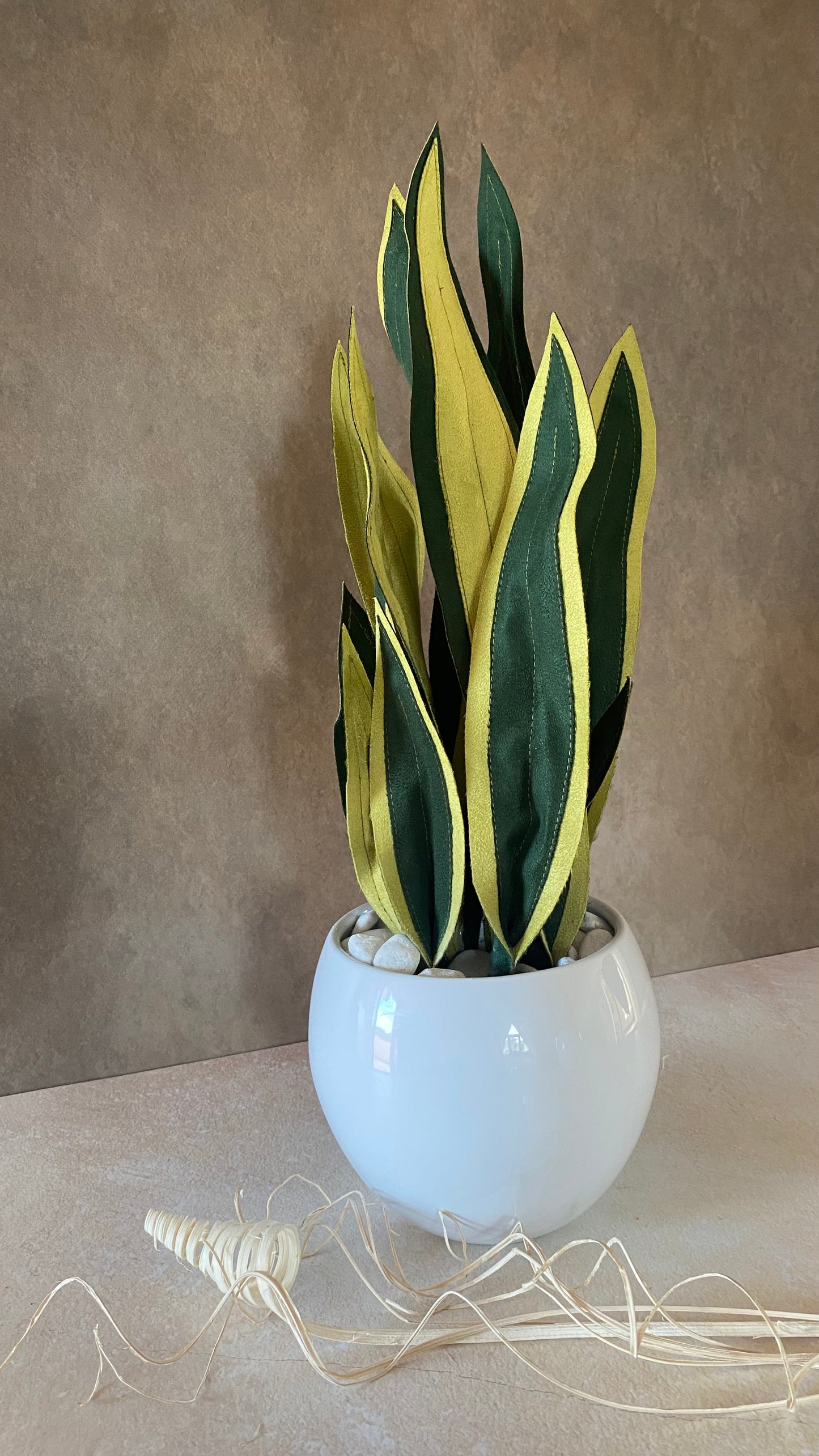 Sanseveria