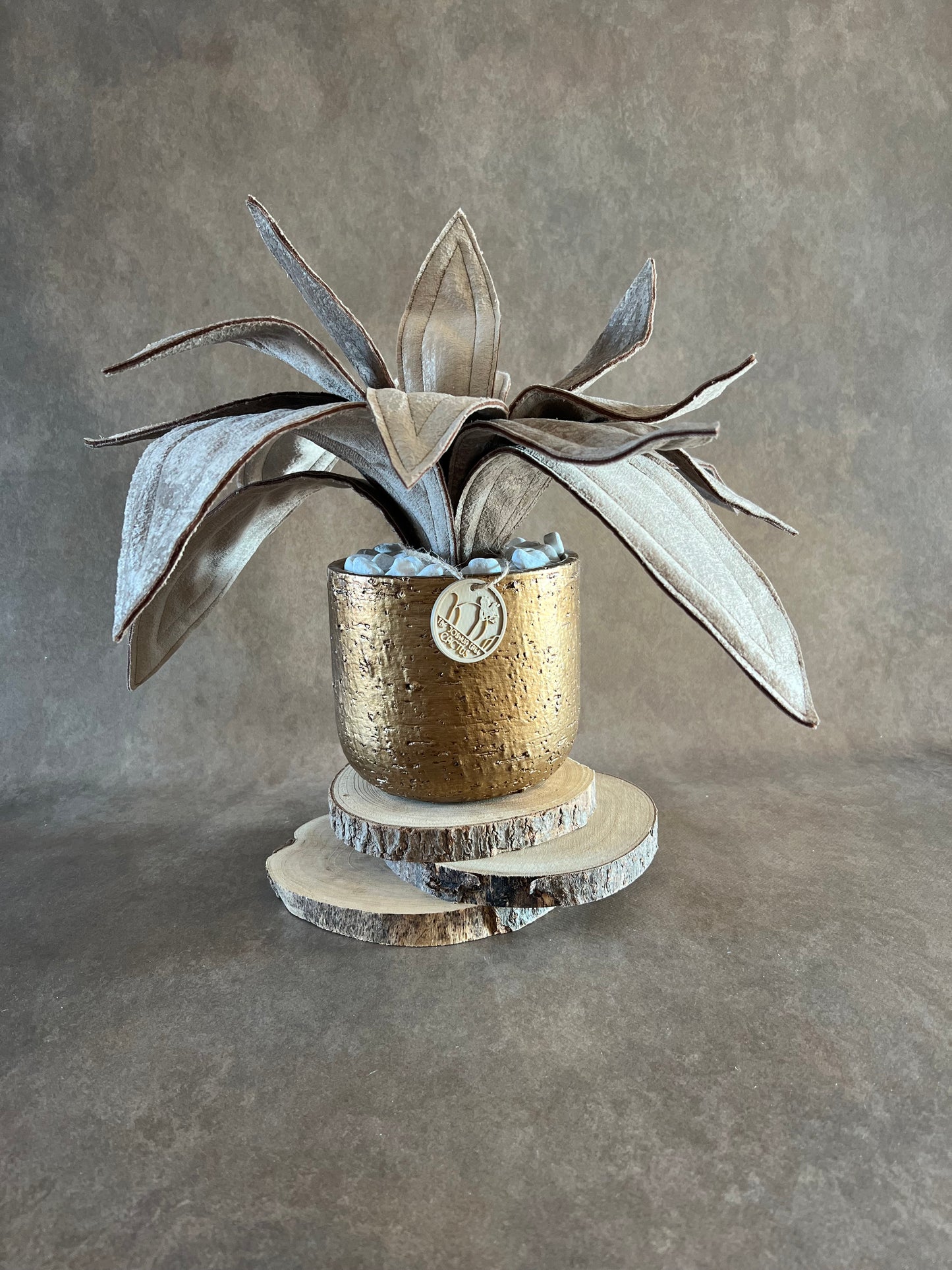 Agave