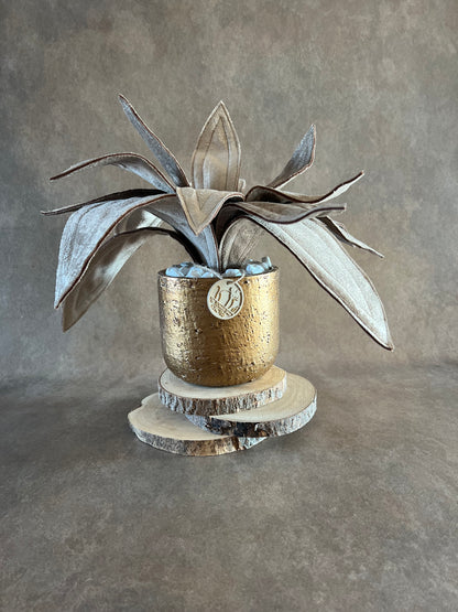 Agave