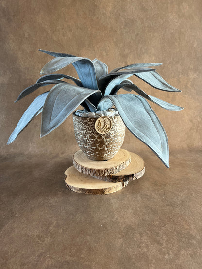 Agave