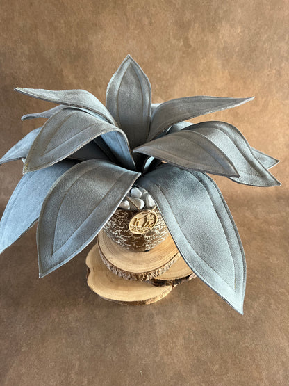 Agave