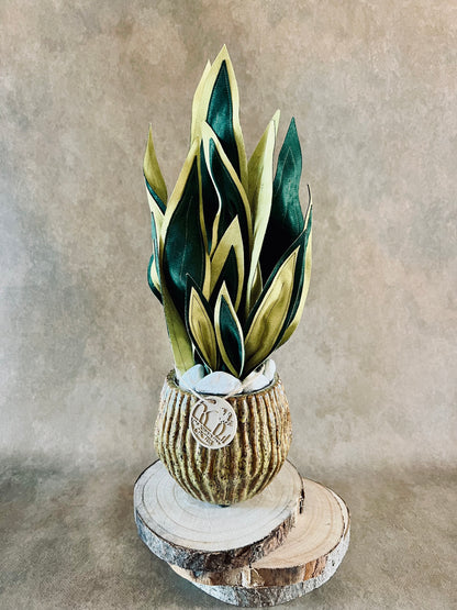 Sanseveria vaso marrone