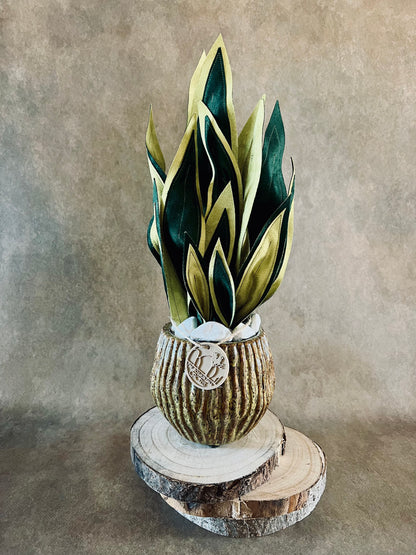 Sanseveria vaso marrone