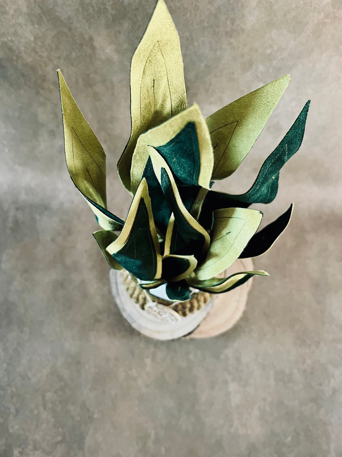 Sanseveria vaso marrone