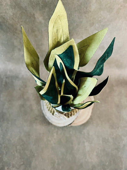 Sanseveria vaso marrone
