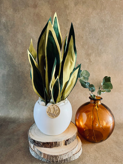 Sanseveria
