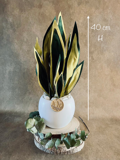Sanseveria