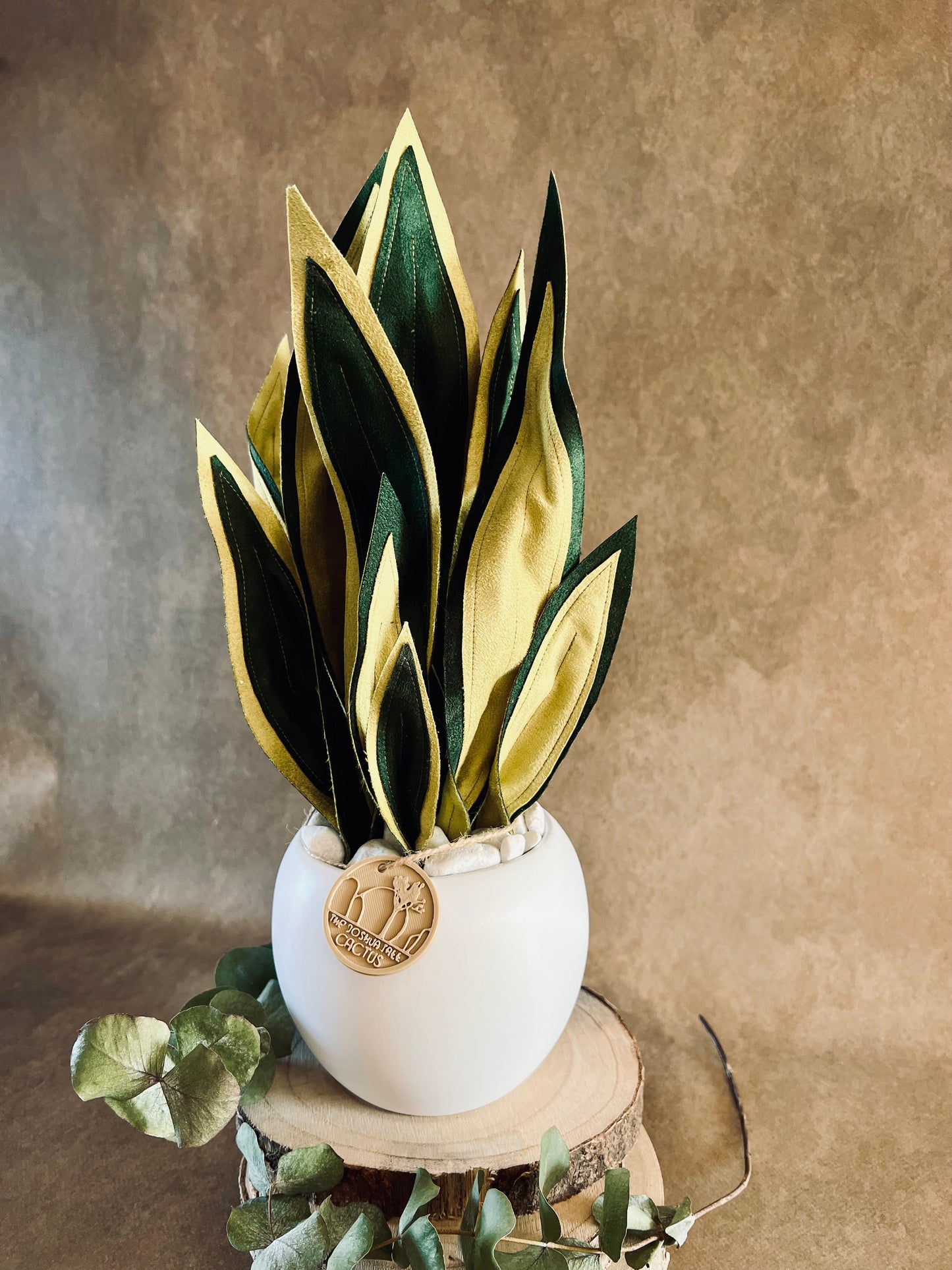 Sanseveria
